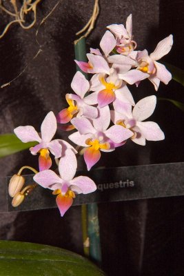 Phal. equestis