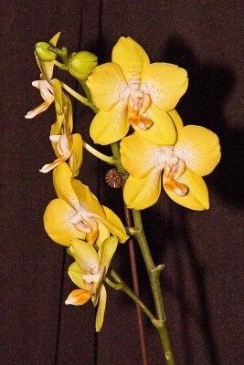 Phal. Golden Hat 'Sunshine'