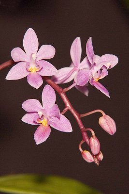 Phal. equestis var. roseae