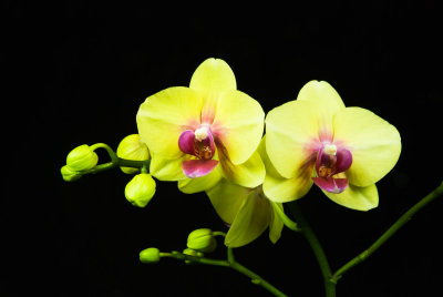 Phal. Chi Yueh Yellow Diamond