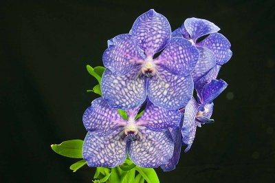 Vanda Sansai Blue