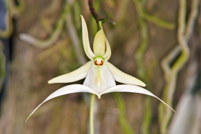 Polyrrhiza Lindenii (Gost Orchid)