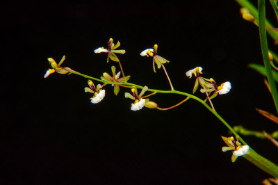 Sigmatostalix radicans 'HMO Petie Prince