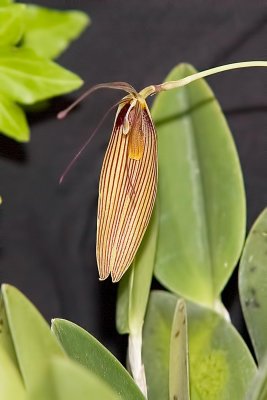 Restrepia antennifere