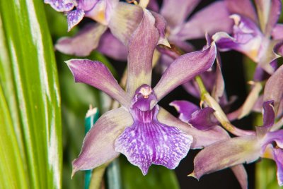 Zygonisia cynosure 'Blue Birds'