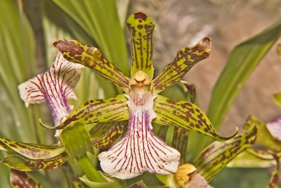 Zygopetalum crintum