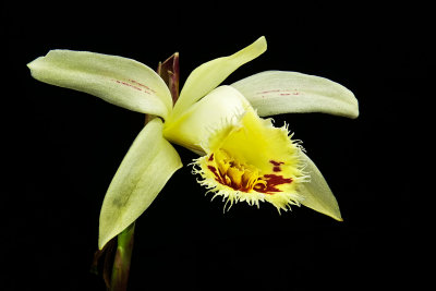 Pleione confusa 'Golden Girl' HCC/AOS