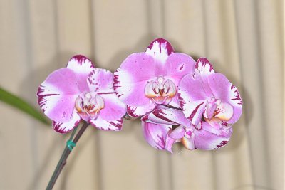 Phal. Green Field Red Zuwl (Sweet Valentine x Chian Xen Pearl)