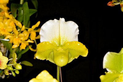 Paph. In-Charm Greenery