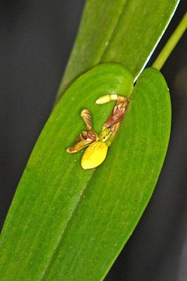 Pleurothallis species