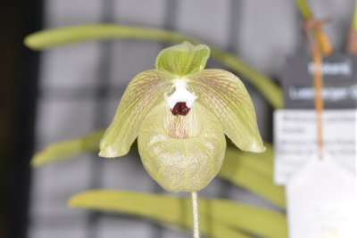 Paph. Nori's Song (Norito Hasagawa 'Lime Cascade x malipoense 'Magic')