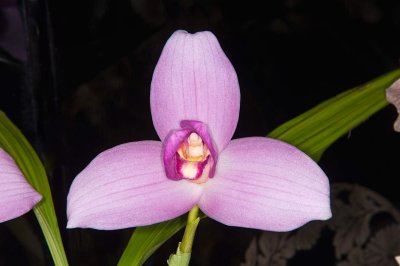 Lycaste Skinneri 'Strawberry Fields'