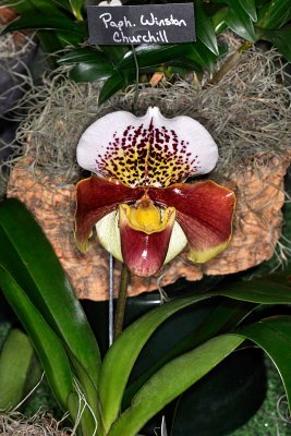 Paph. Winston Churchill