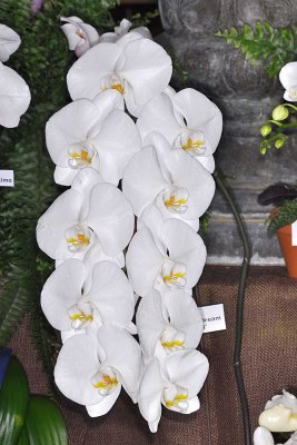 Phal. White Dream 'V3'