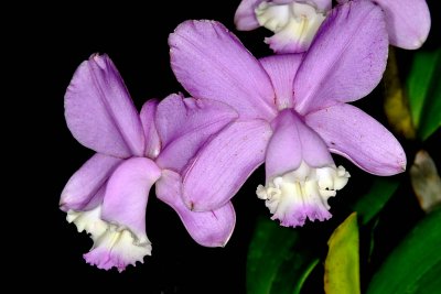 C. loddigesii var. tipoo 'Aranda' x self