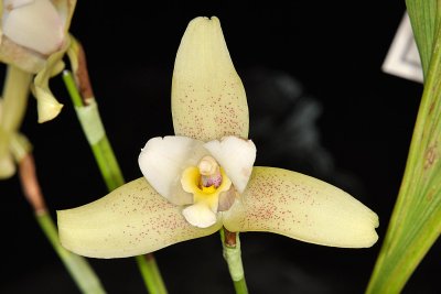 Lycaste Ryan Thomas Coyne 'Faberge (Leo x Diana Burritt)