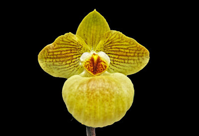 Paph. Fumis Delight (micranthum x armeniaeum)