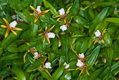 Encyclia polybuibon