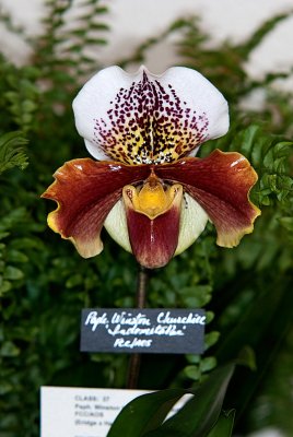 Paph. Winston Churchill