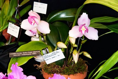 Lycaste Sunray 'Sue's Pride' AM/AOS (Skinneri x Shaolhaven '389')