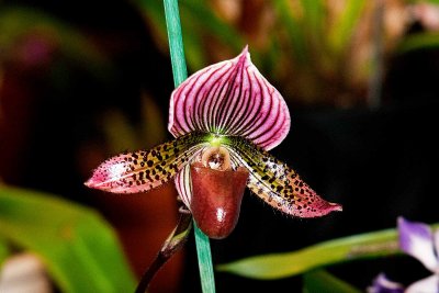 Paph. Petula's Ruby Peacock 'Display' x Petula Downtown)