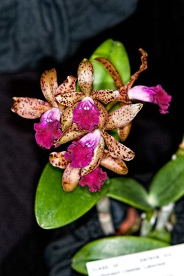 Lc. Netrasiri Classtar 'Lakeview'