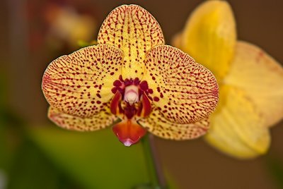 Phal. KV Beauty 628