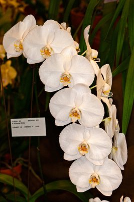 Phal. Pinlong White