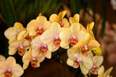 Phal. Brother Yellow Boy