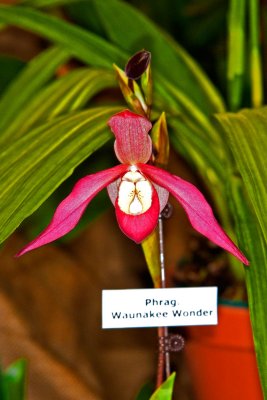 Phrag. Waunakee Wonder