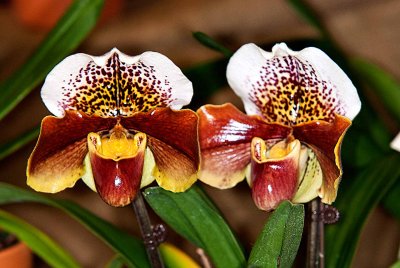 Paph. Winston Churchill 'Indomitable'