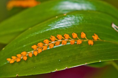 Pleurothallis truncata