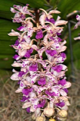 Rhynchostylis gigantea