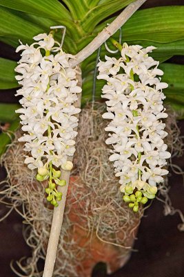 Rhynchostylis gigantea alba