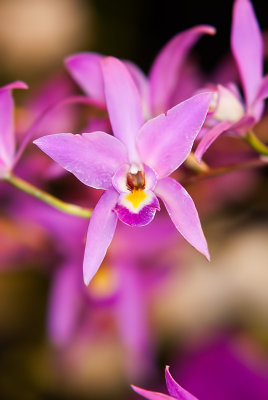 L. Finckeniana (L. anceps x L. albida)