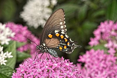 Pipevine Swallowtail