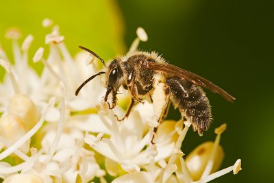 Pollen Collector