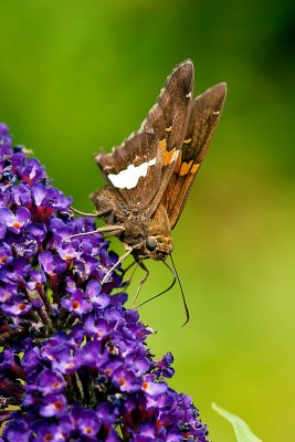 Silver-Spotted Skipper