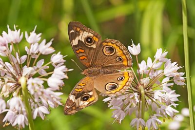 Common Buckeye