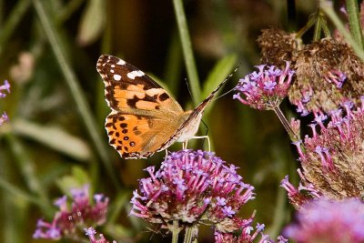 Painted Lady