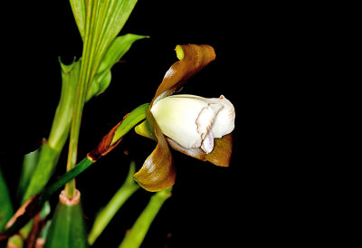 Lyc. macrophylla