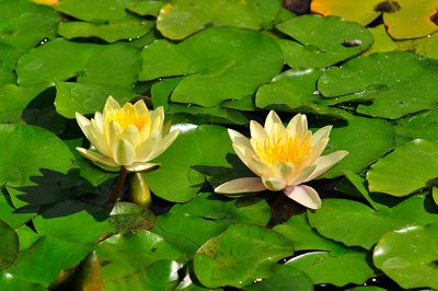 Yellow Water Lilly