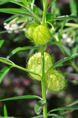 Hairy Ballls Swan Plant; Asclepias physocarpus