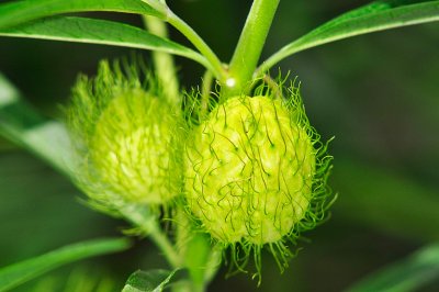 Hairy Ballls Swan Plant; Asclepias physocarpus
