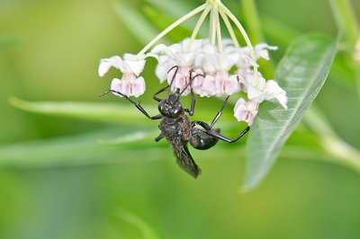 Large Black Wasp; Sphex sp. (Pensylvanicus?)
