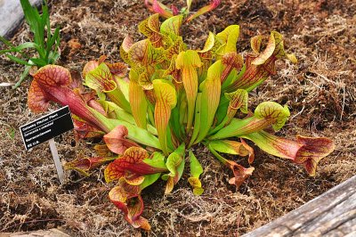 Catesby Pitcher Plant