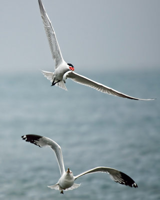 Caspian Tern and thief approaching