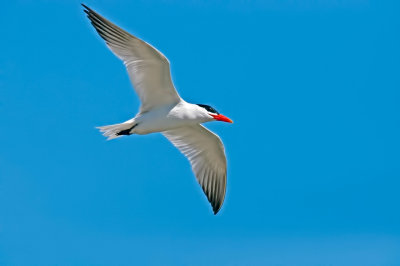 Caspian Tern