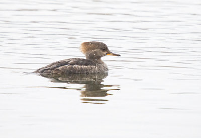 MERGANSER, HOODED