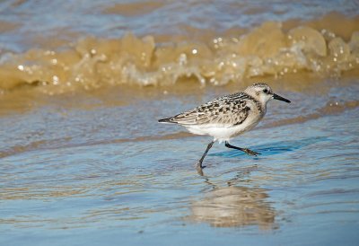 Sanderling